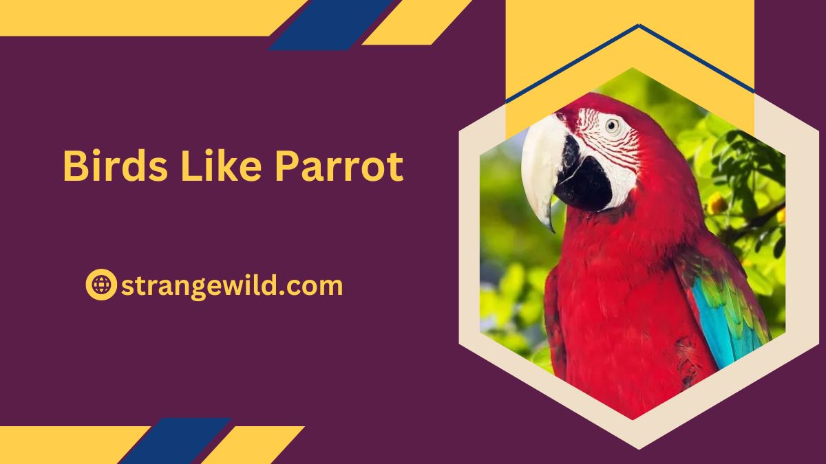 Birds Like Parrot