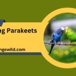 Breeding Parakeets