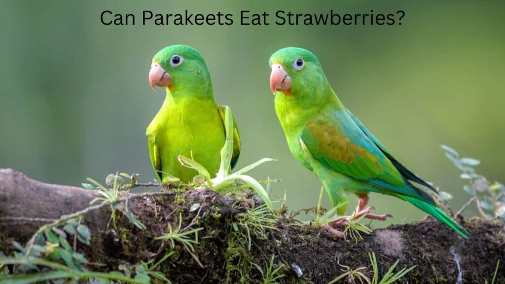 Can parakeets eat grapes