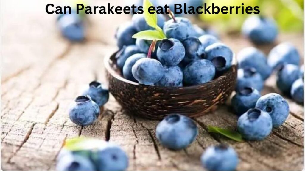 Can cockatiels eat blackberries