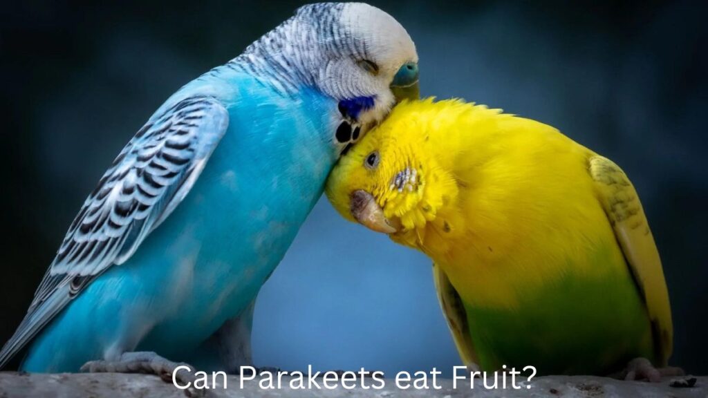 Can parakeets eat bread