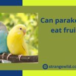 Can parakeets eat fruit