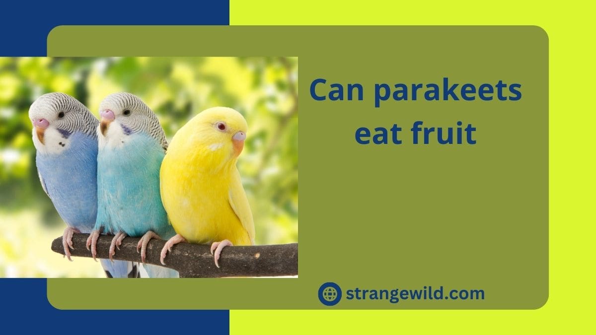Can parakeets eat fruit
