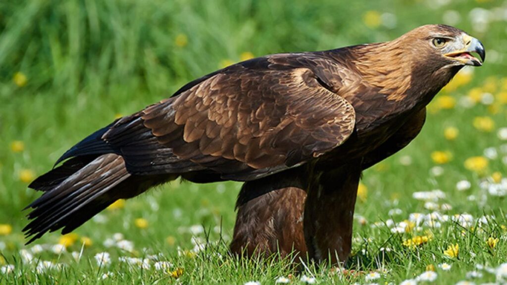 Golden eagle size