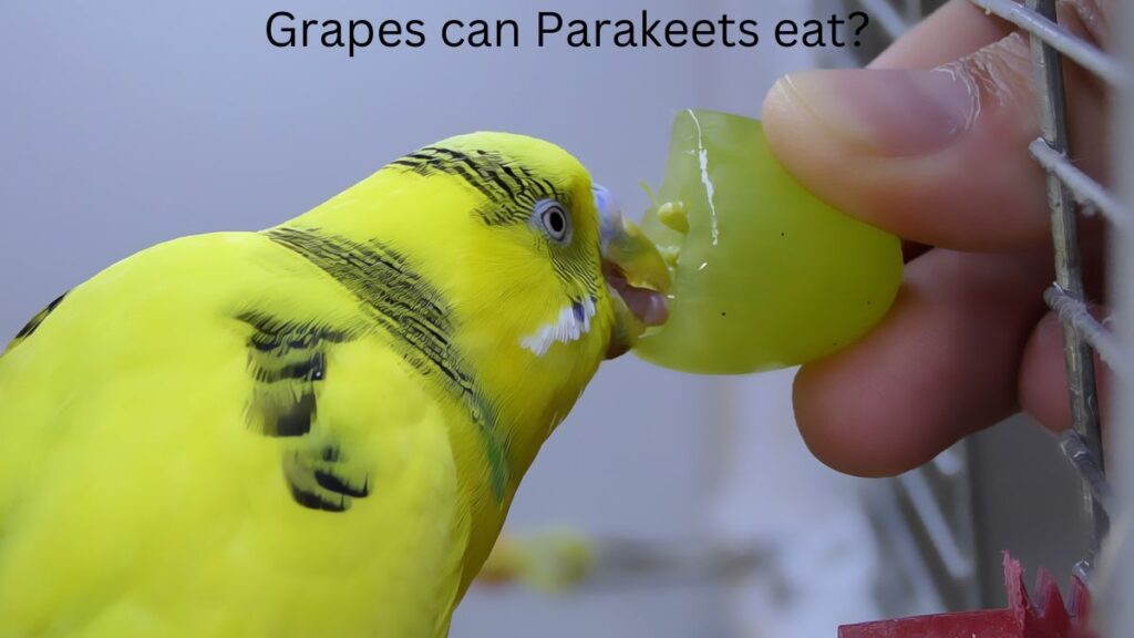 Can parakeets eat apples