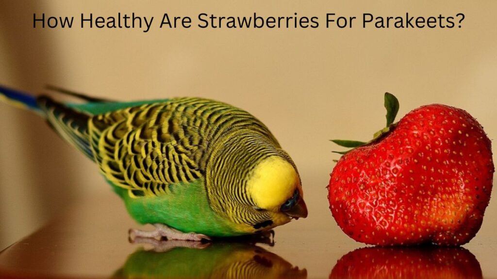Can parakeets eat oranges