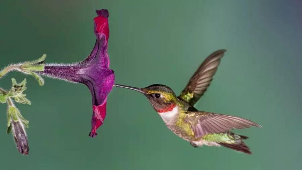 Are Hummingbirds dangerous