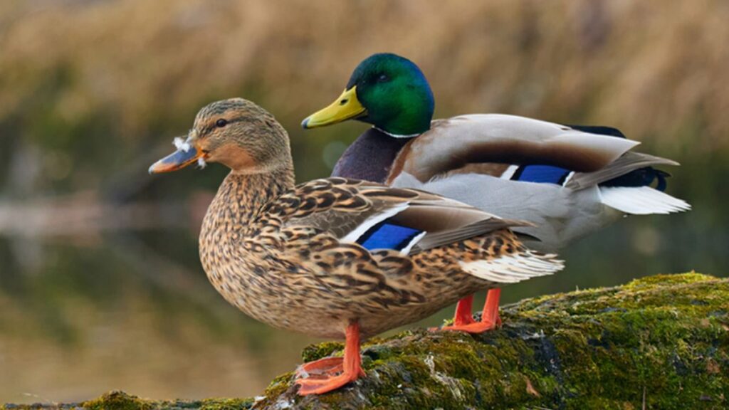 Mallard duck scientific name