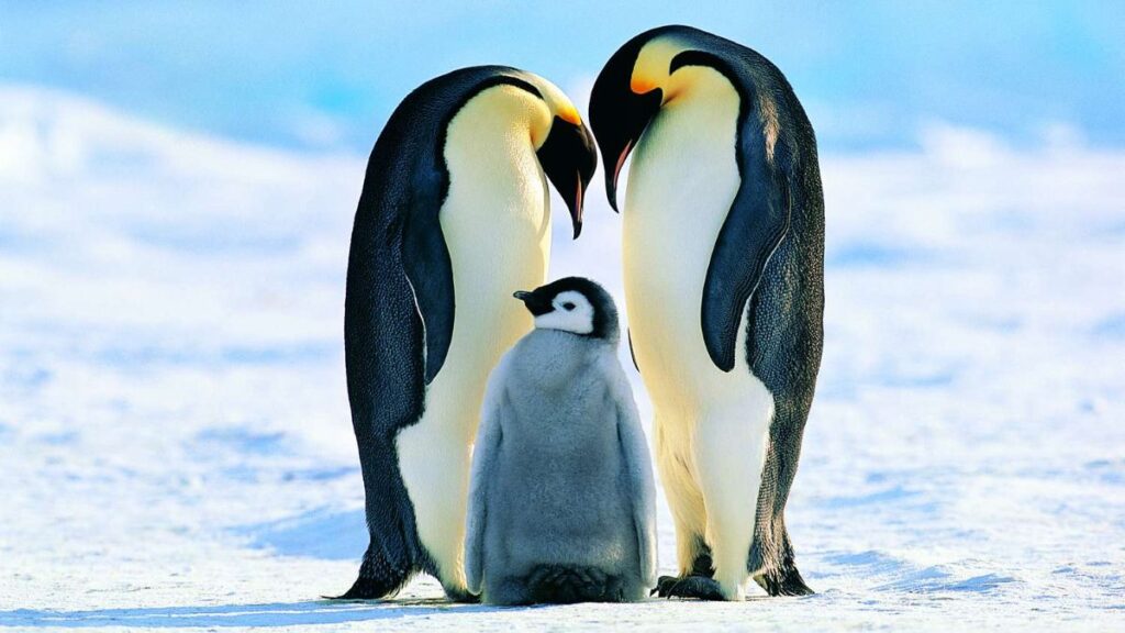 Emperor penguin height