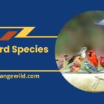 Pet Bird Species