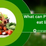 What can Parakeets eat list