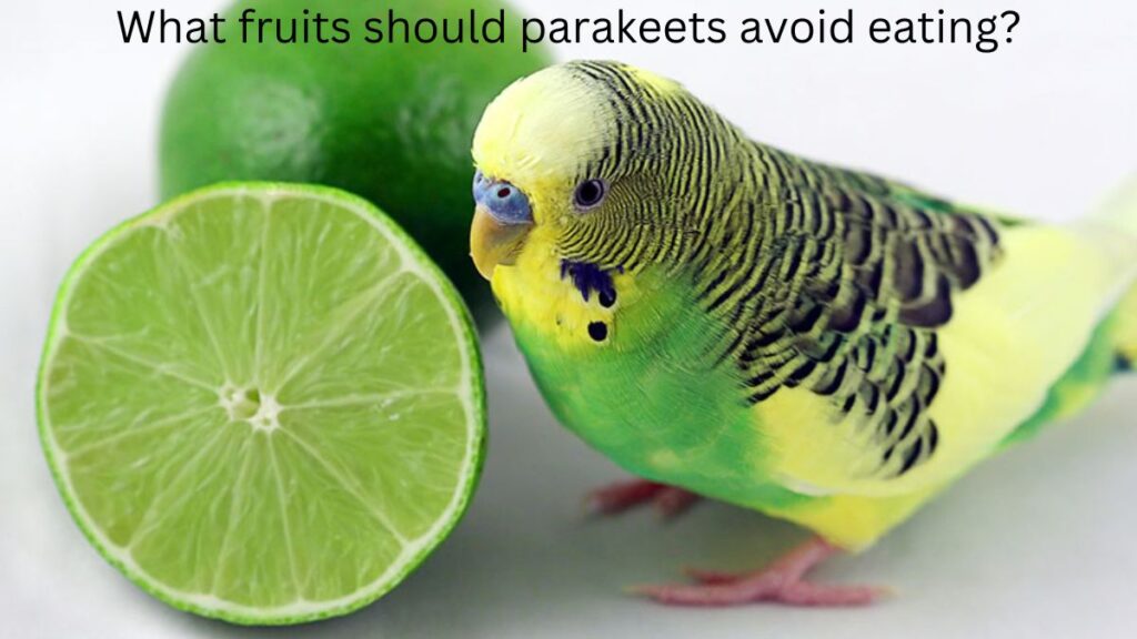 Can parakeets eat tomatoes
