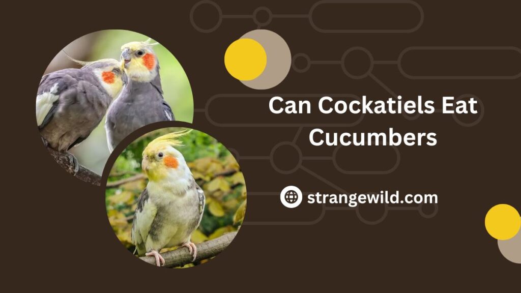 Can Cockatiels Eat Cucumbers? Is This Healthy food? - Strange Wild