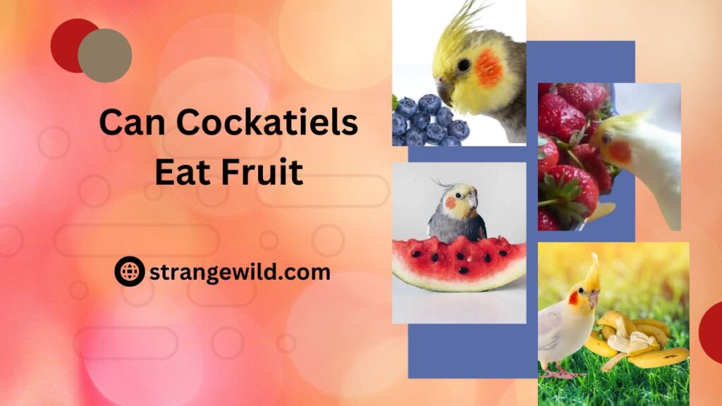 Can Cockatiels Eat Fruit? 15 Great Options