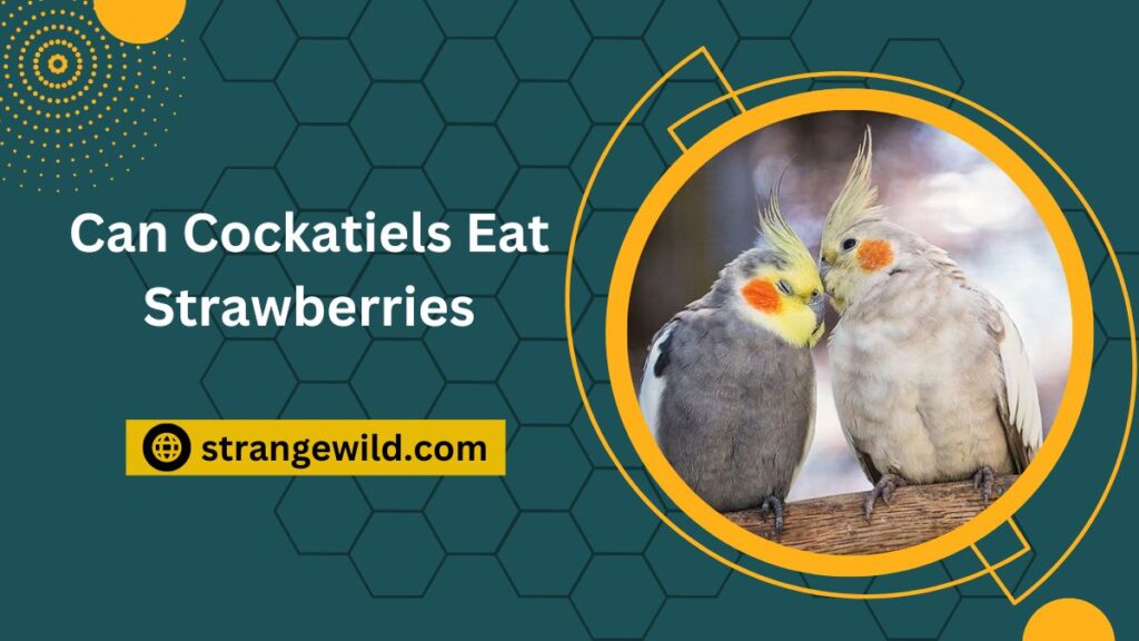 Can Cockatiels Eat Strawberries? Favorite Food