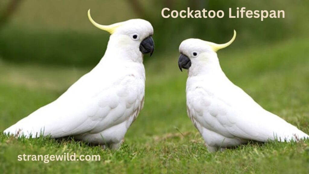 Cockatoo for sale