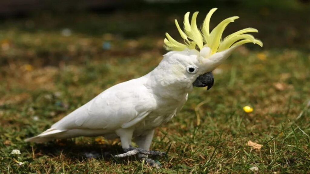 Goffin cockatoo price