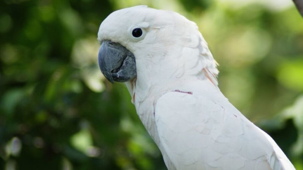 Cockatoo parrot