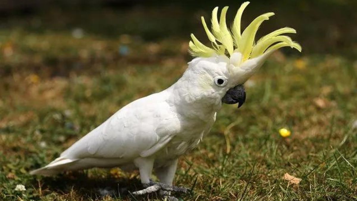 Types of Cockatoos? Top 26 With Photos
