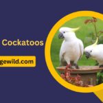 Types of Cockatoos