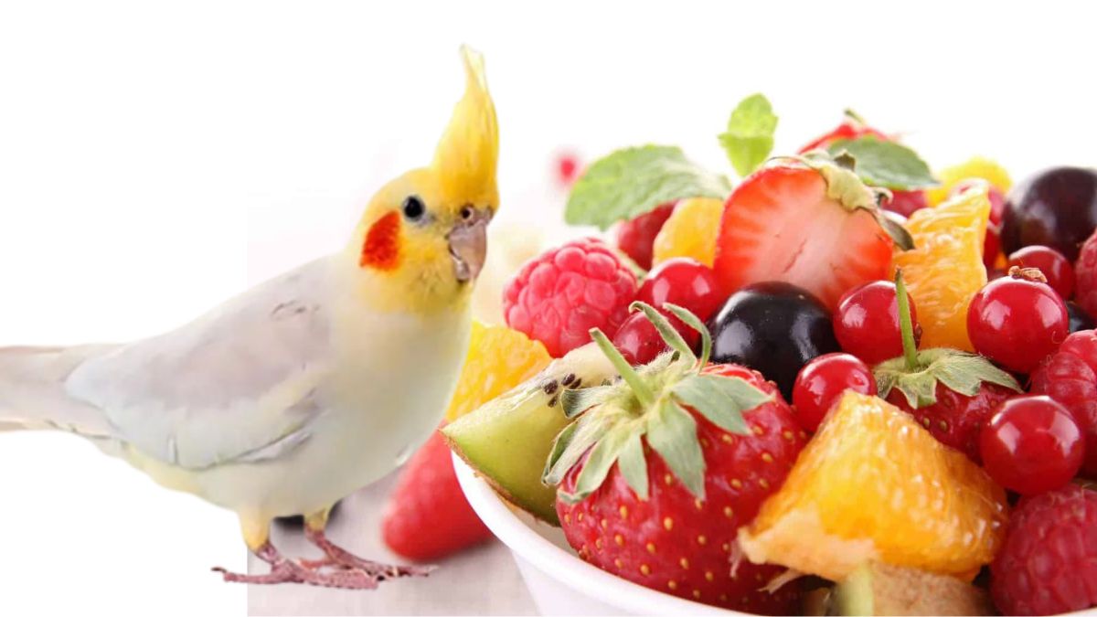 Can Cockatiels Eat Fruit? 15 Great Tips Strange Wild