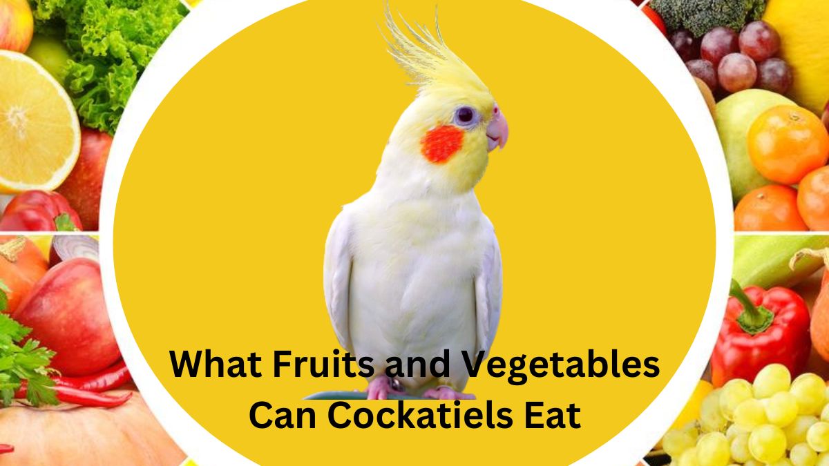 What Fruits and Vegetables Can Cockatiels Eat? A Guide for Diet