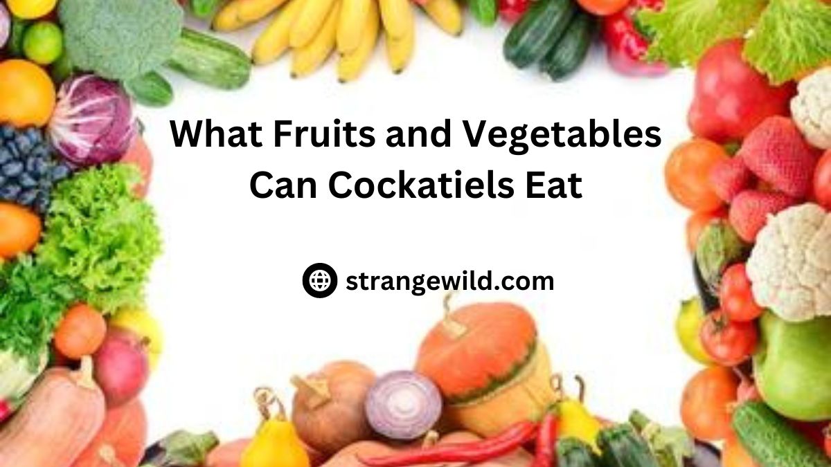 What Fruits and Vegetables Can Cockatiels Eat