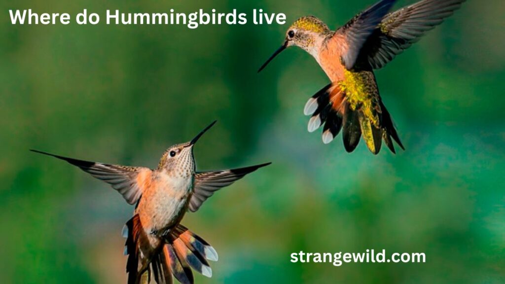 Where do hummingbirds sleep