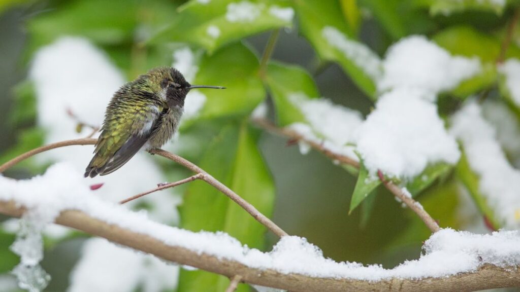 Where do hummingbirds come from