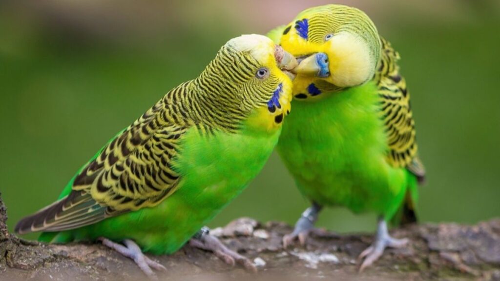 Birds that mate for life