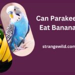 Can Parakeets Eat Bananas