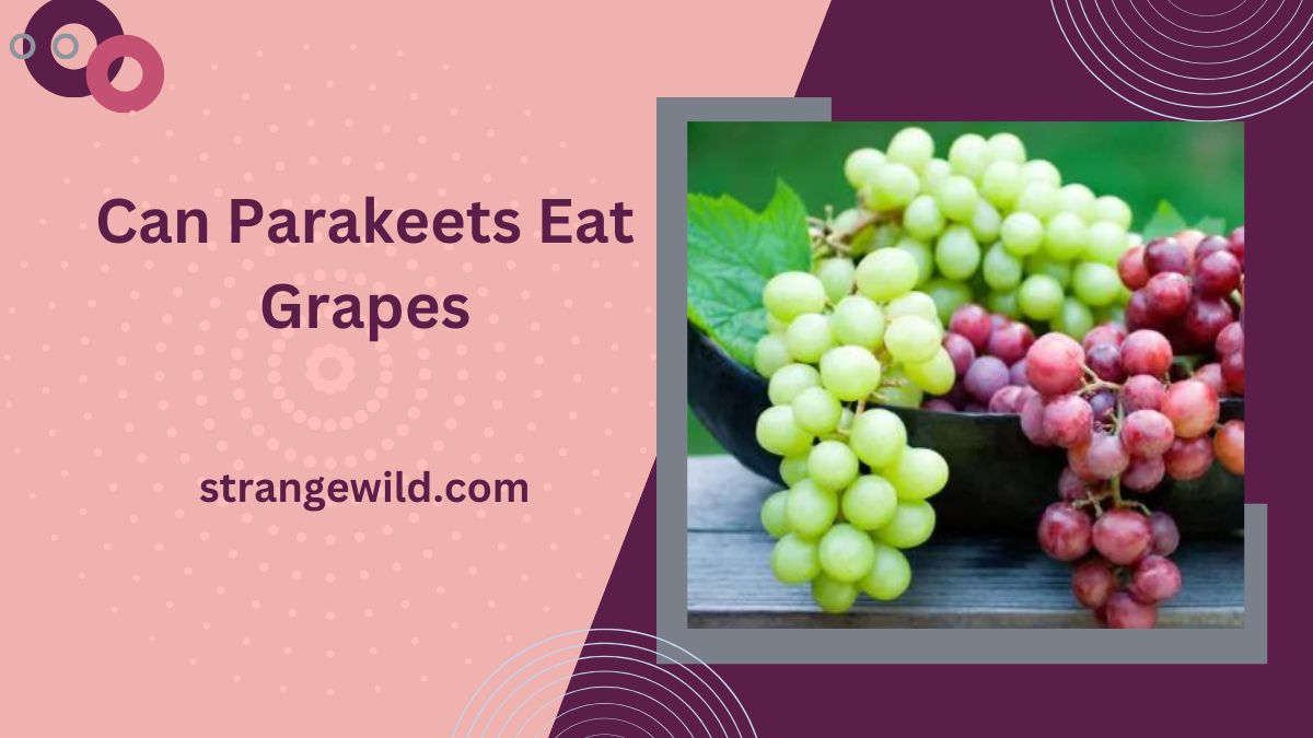 Can Parakeets Eat Grapes