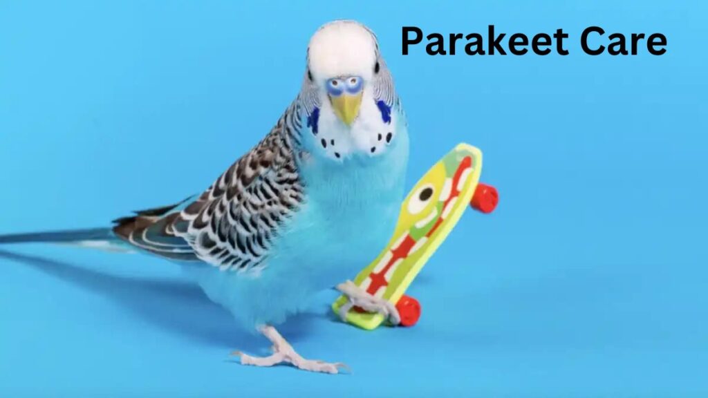 What do parakeets need in their cage