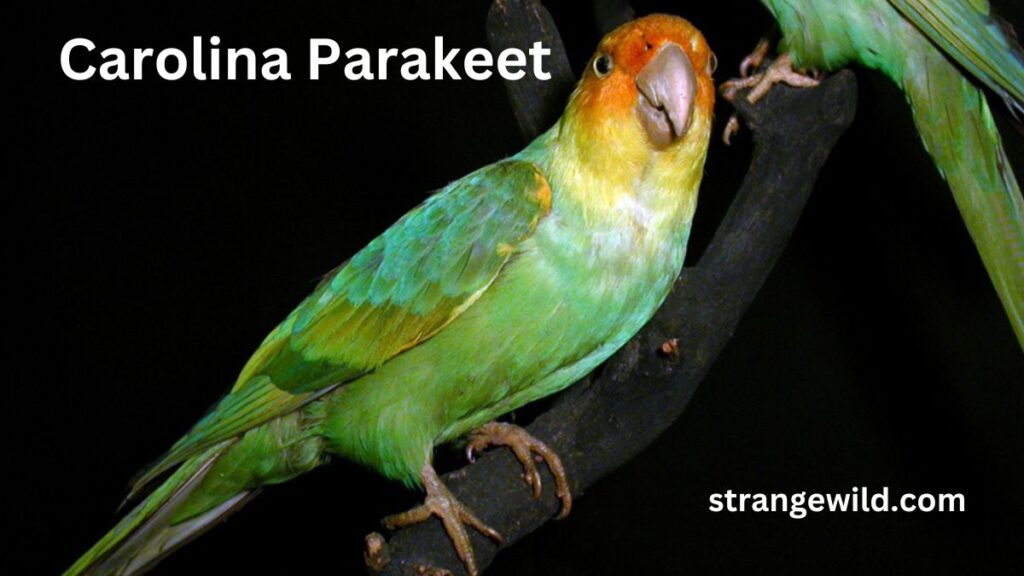 Carolina parakeet sightings