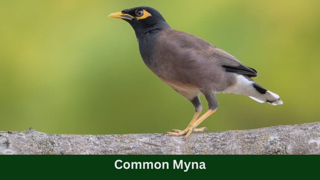 Common Myna