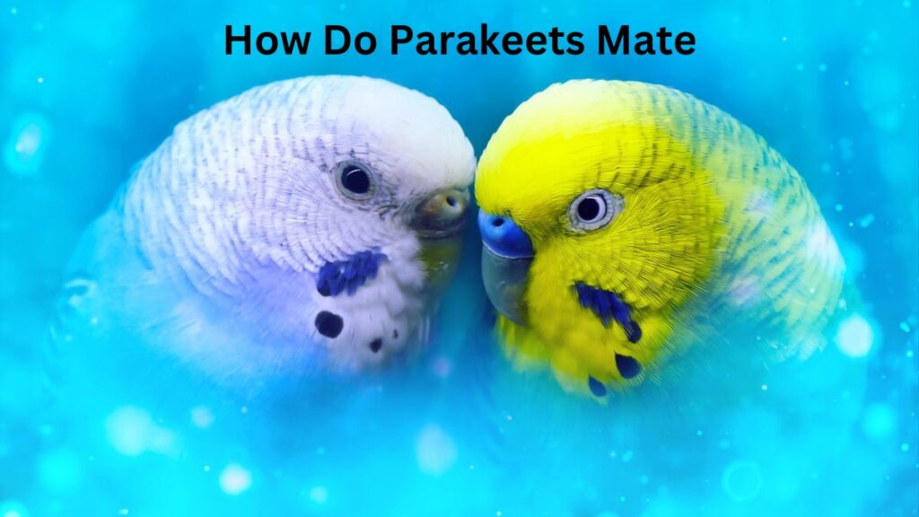 Do Parakeets Mate For Life