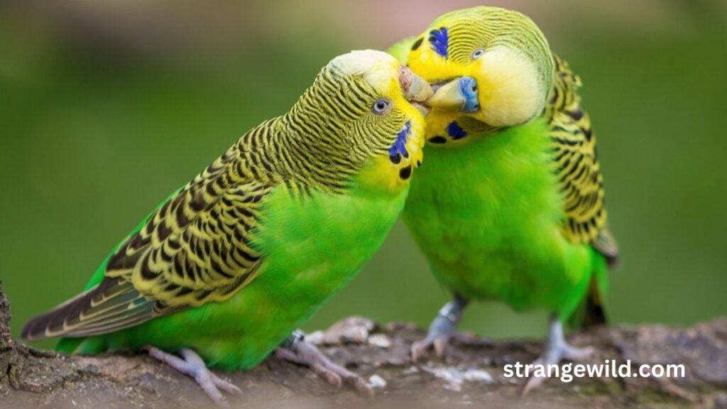 Do lovebirds mate for life