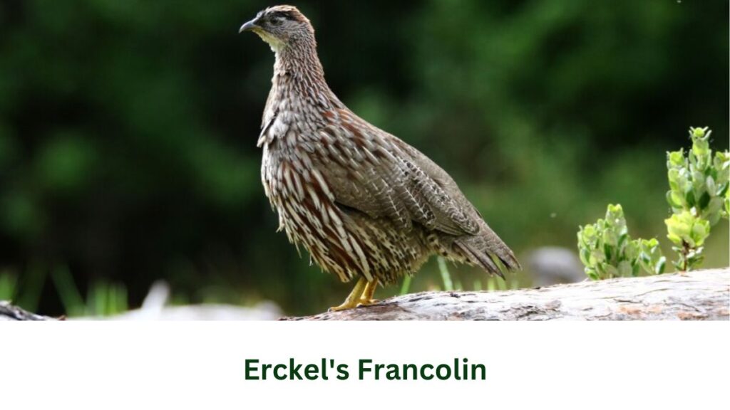 Erckel's Francolin