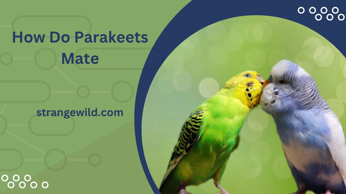 How Do Parakeets Mate