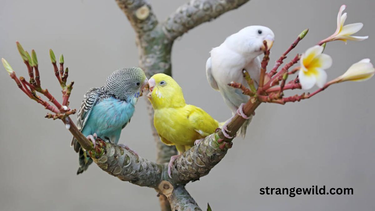 How Do Parakeets Mate Strange Wild