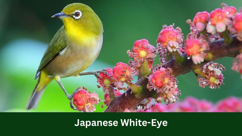 Japanese White-Eye
