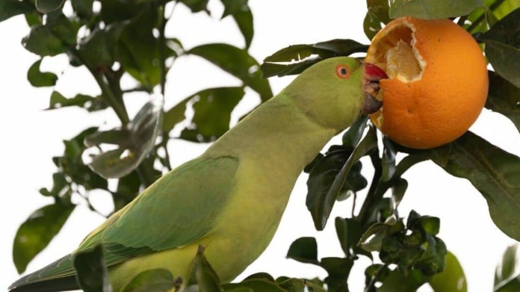 What fruit can parakeets eat