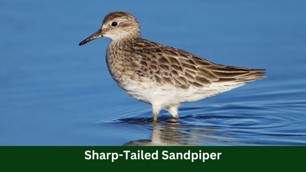 Sharp-Tailed Sandpiper