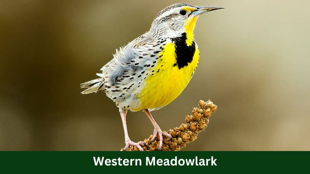 Western Meadowlark