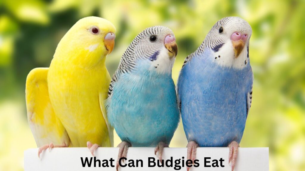 what can budgies eat list