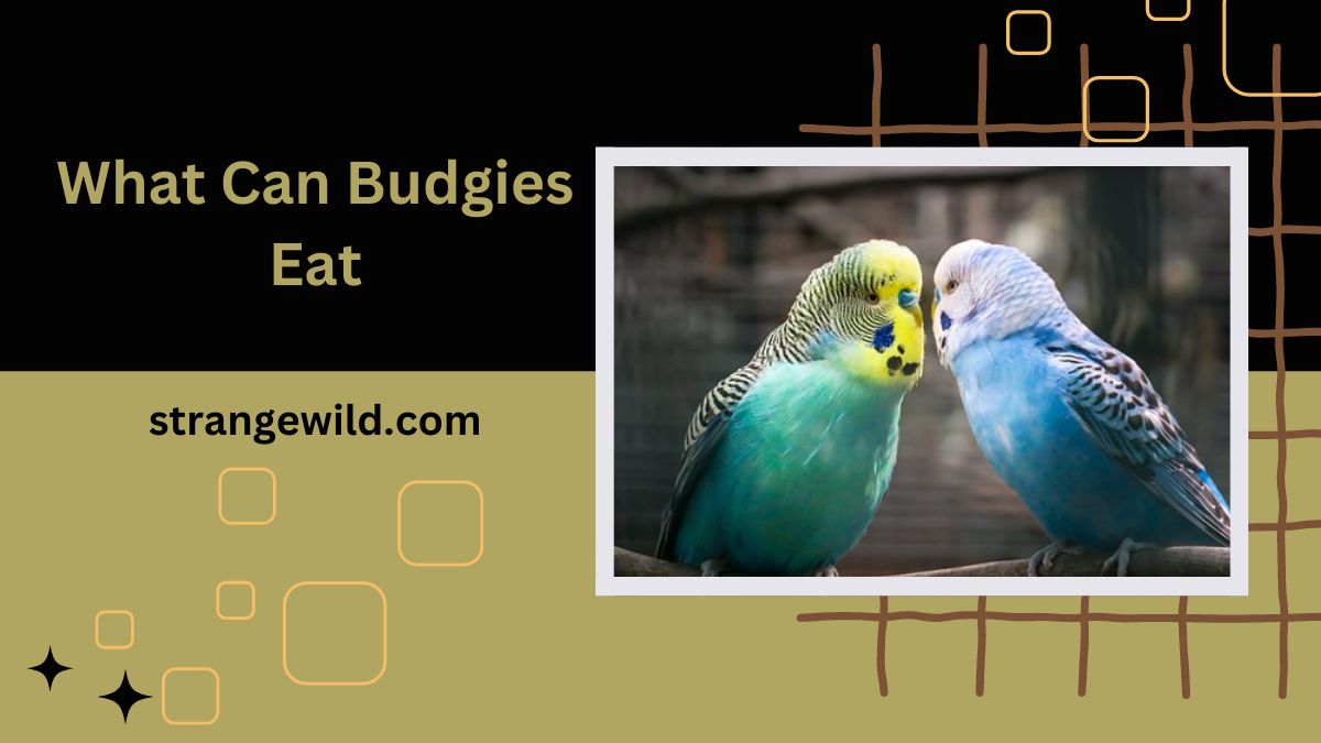 What Can Budgies Eat