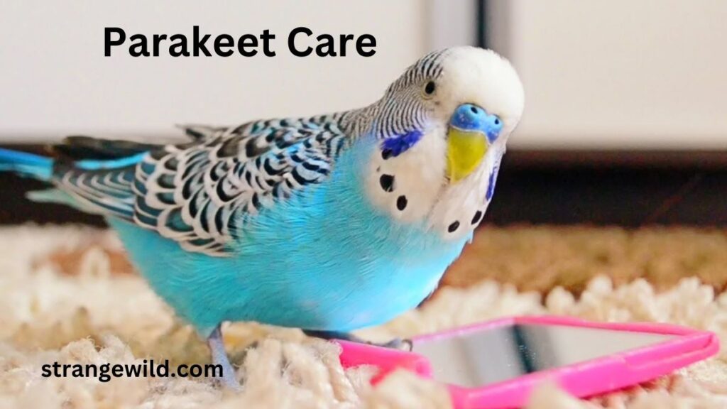 Parakeets for sale